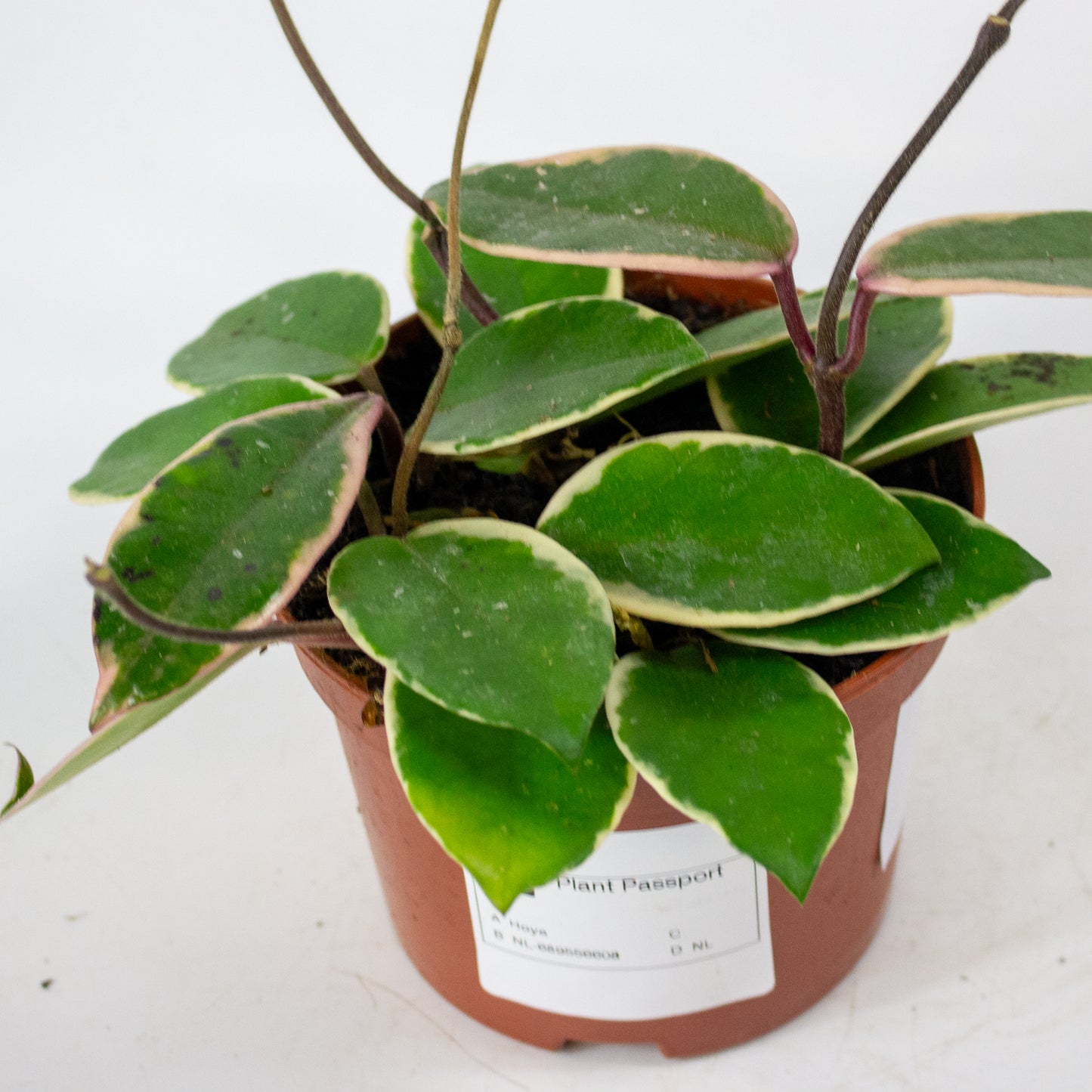 Hoya carnosa Floraganza Flamingo Dream 12cm H14cm