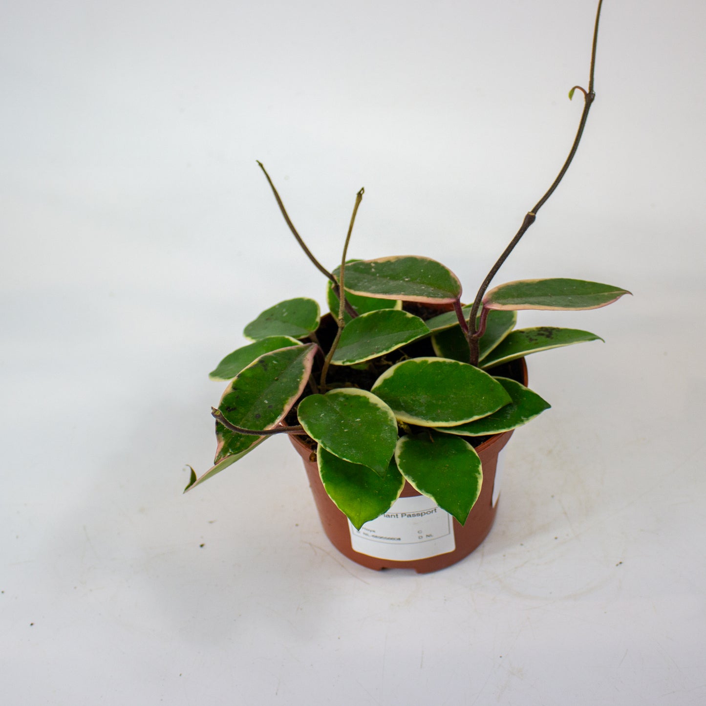 Hoya carnosa Floraganza Flamingo Dream 12cm H14cm