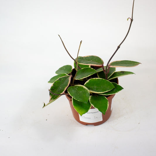 Hoya carnosa Floraganza Flamingo Dream 12cm H14cm