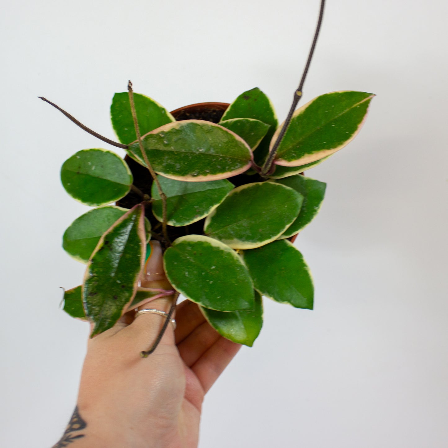 Hoya carnosa Floraganza Flamingo Dream 12cm H14cm