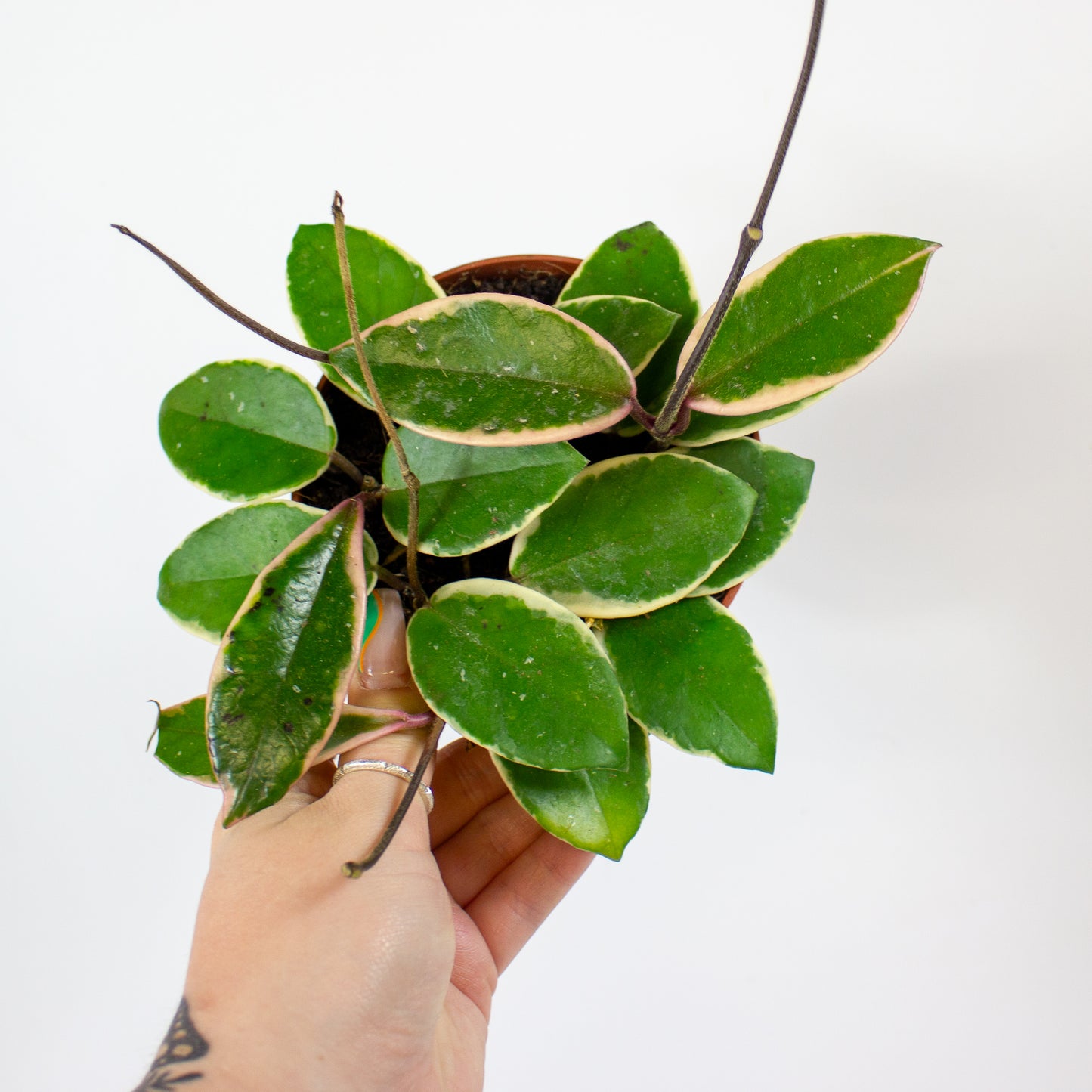 Hoya carnosa Floraganza Flamingo Dream 12cm H14cm