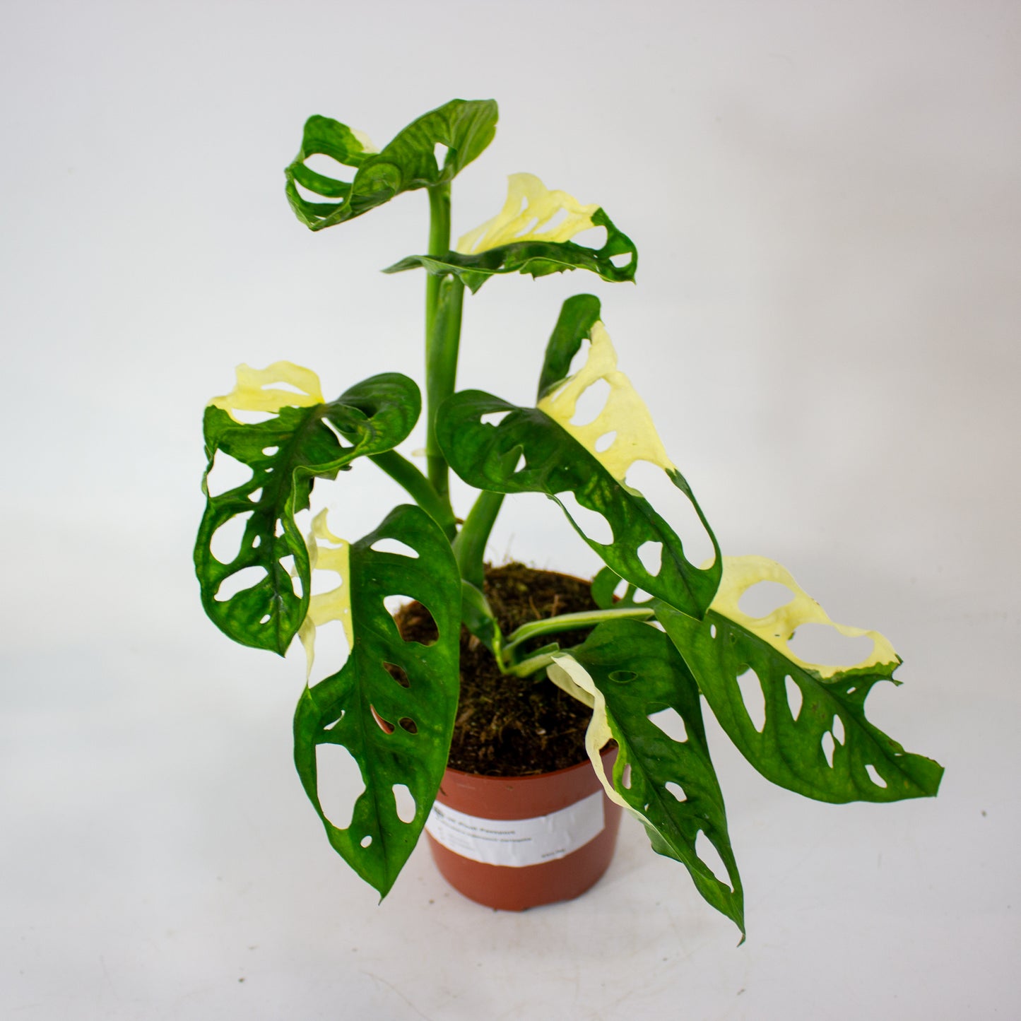 Monstera Adansonii Variegata 12cm H25cm