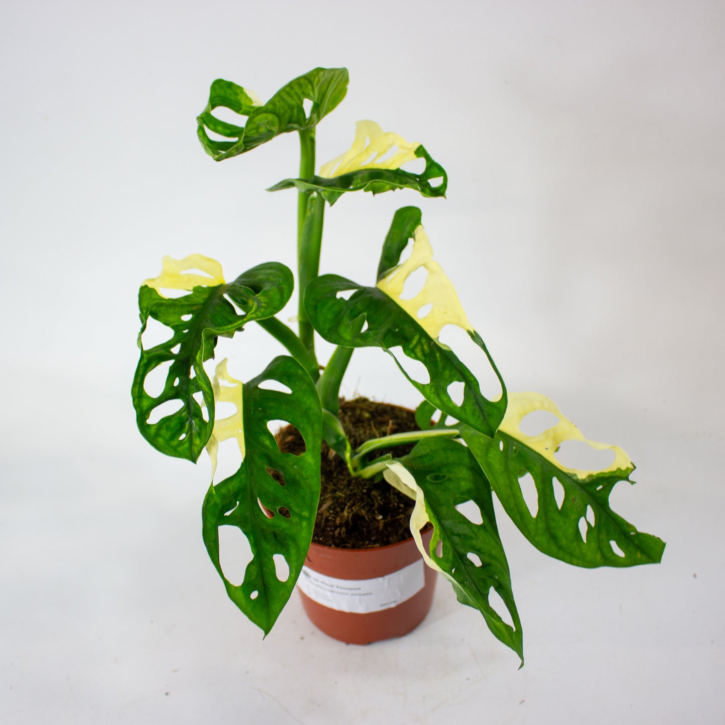 Monstera Adansonii Variegata 12cm H25cm