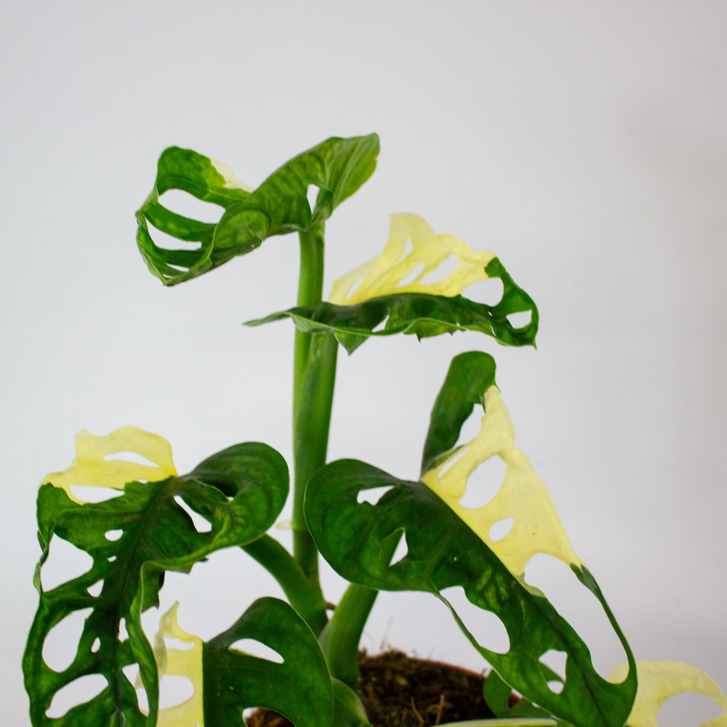Monstera Adansonii Variegata 12cm H25cm