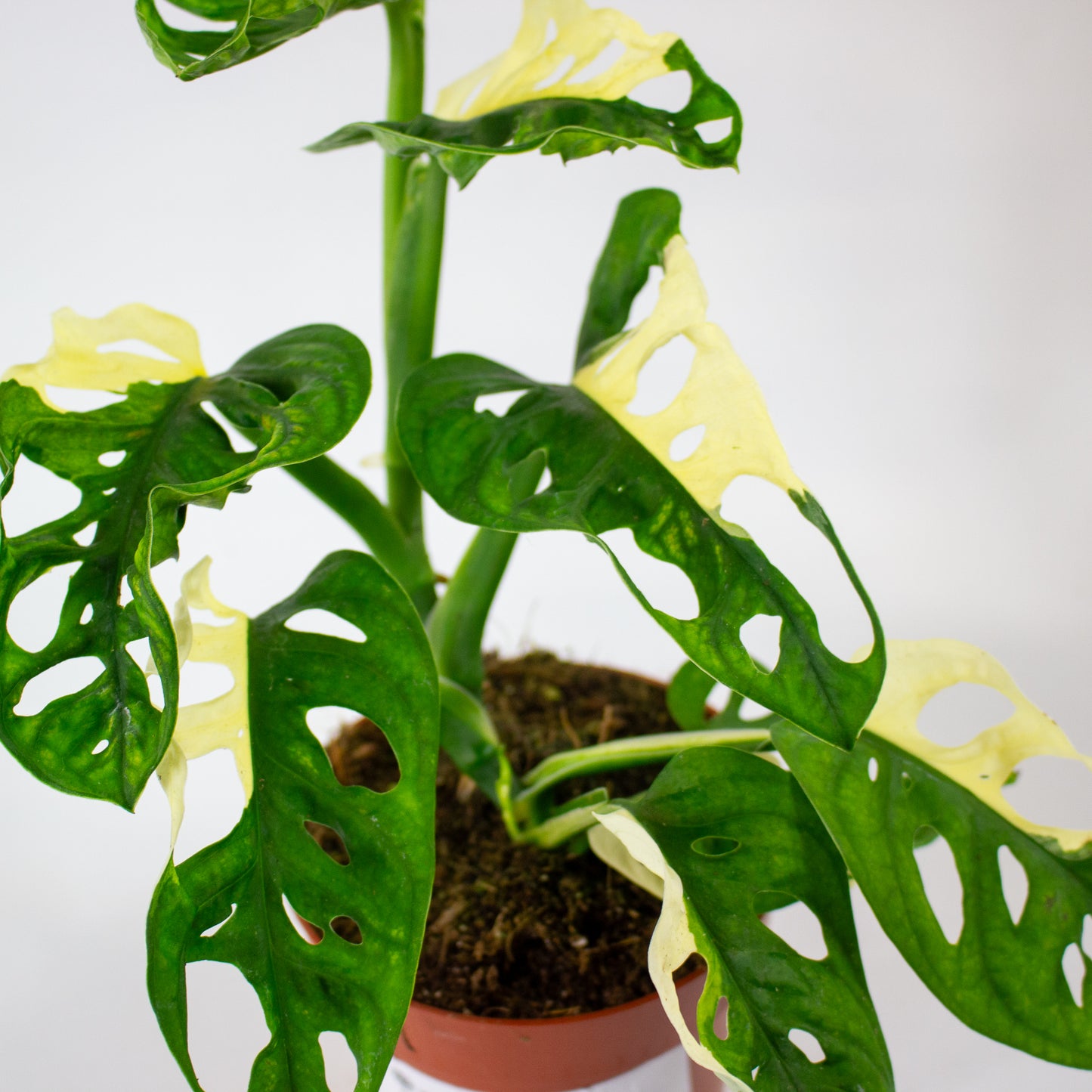 Monstera Adansonii Variegata 12cm H25cm