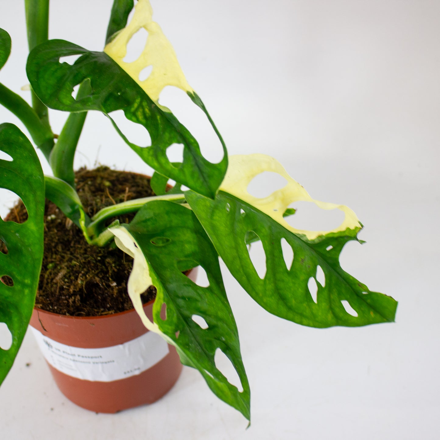 Monstera Adansonii Variegata 12cm H25cm