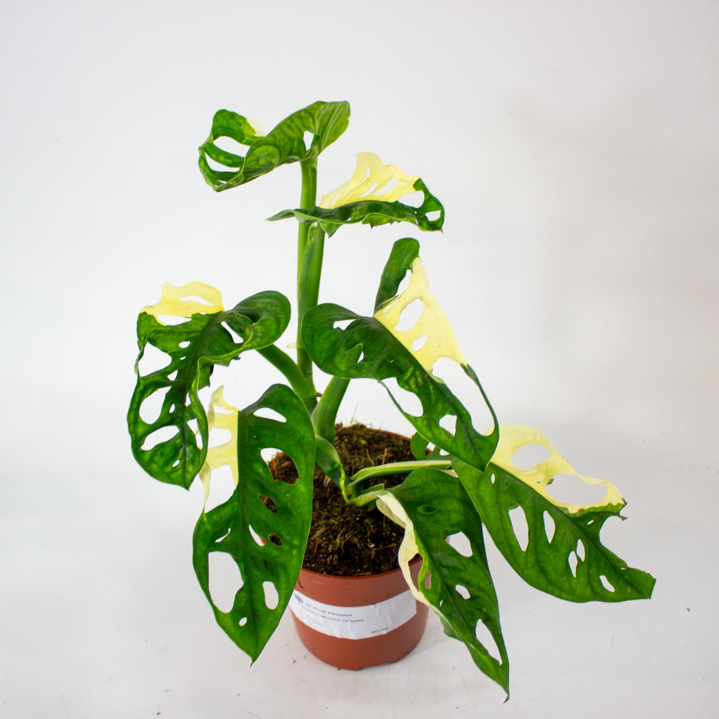 Monstera Adansonii Variegata 12cm H25cm