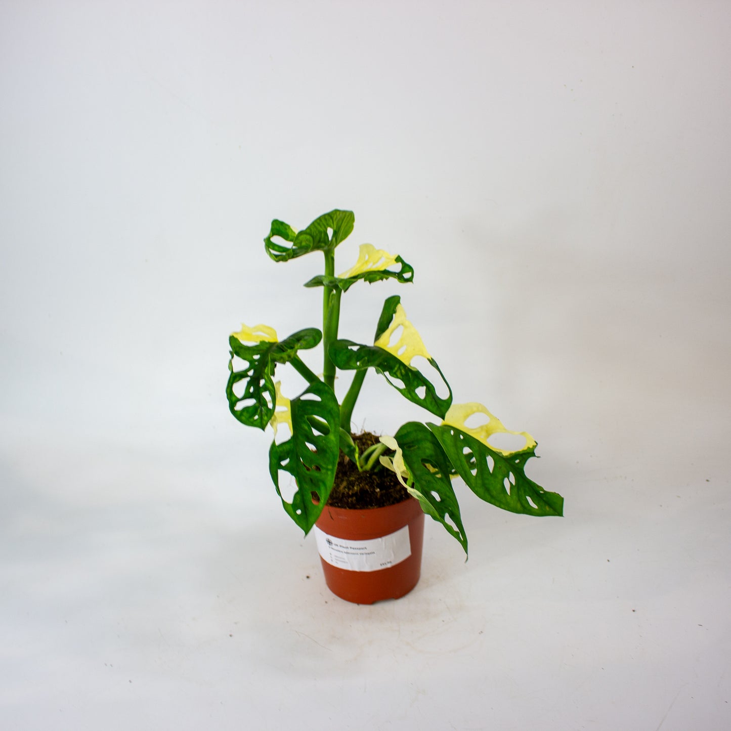 Monstera Adansonii Variegata 12cm H25cm
