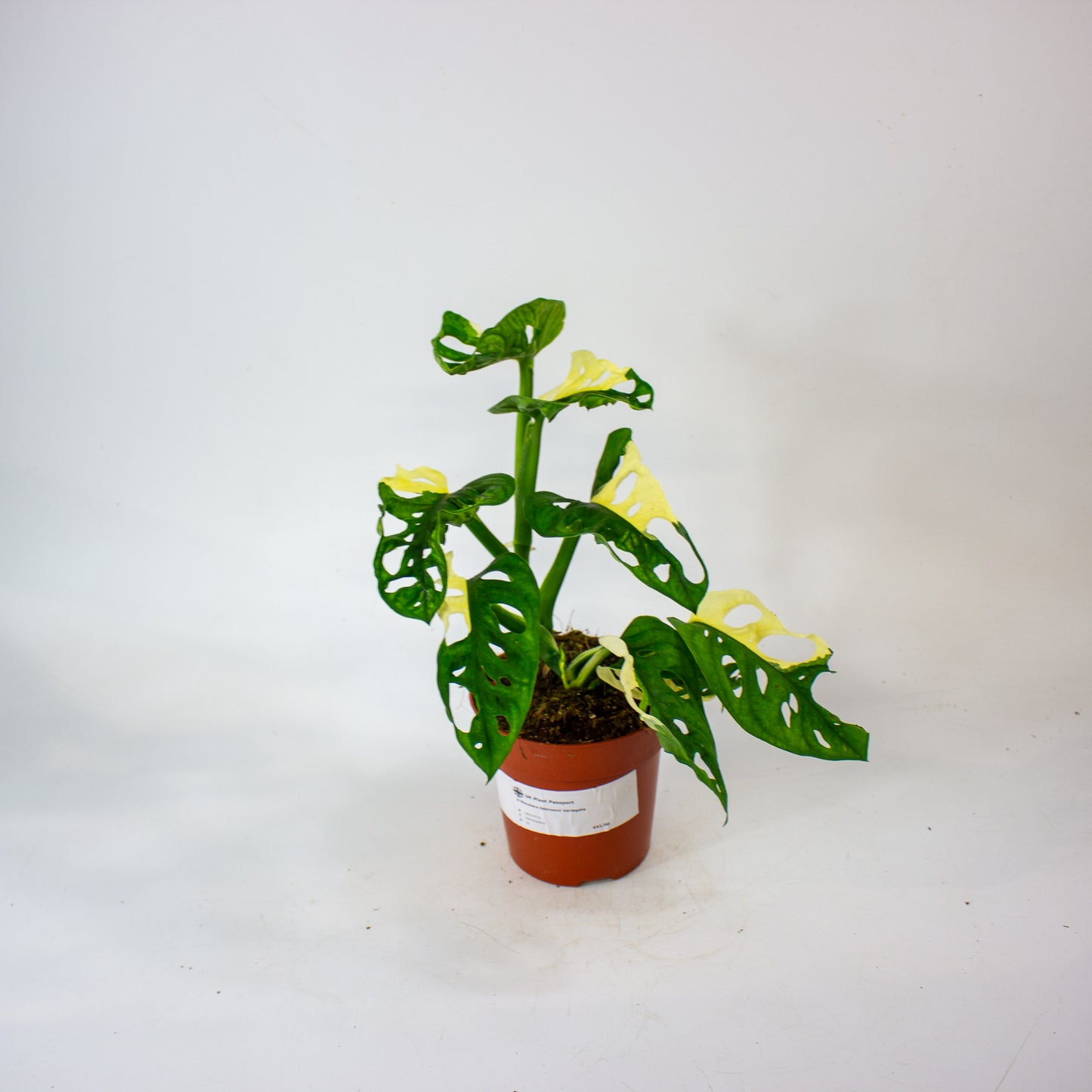 Monstera Adansonii Variegata 12cm H25cm