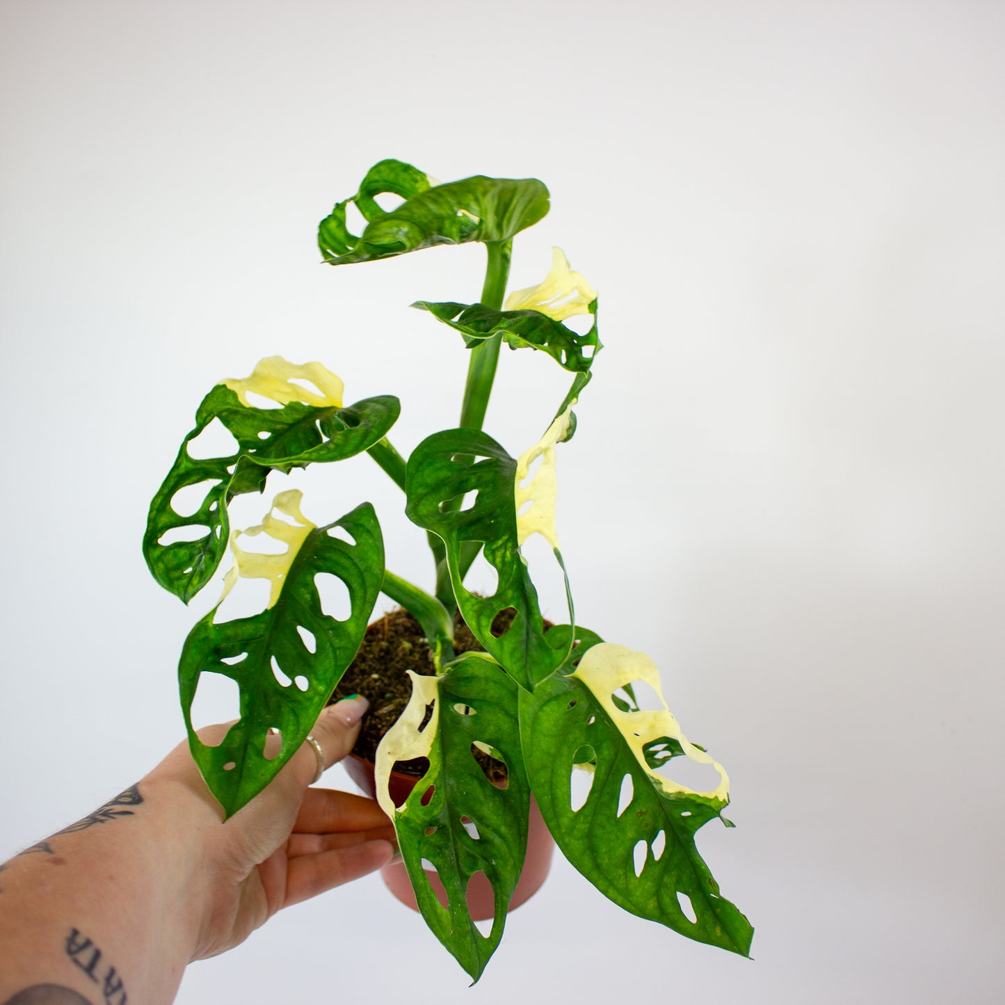 Monstera Adansonii Variegata 12cm H25cm