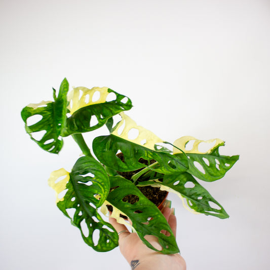 Monstera Adansonii Variegata 12cm H25cm