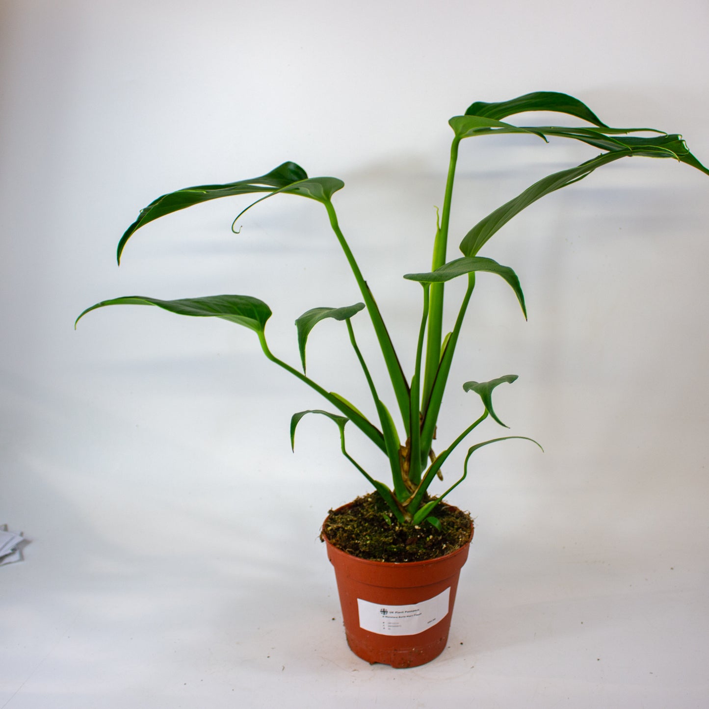 Monstera Burle Marx Flame 15cm H55cm
