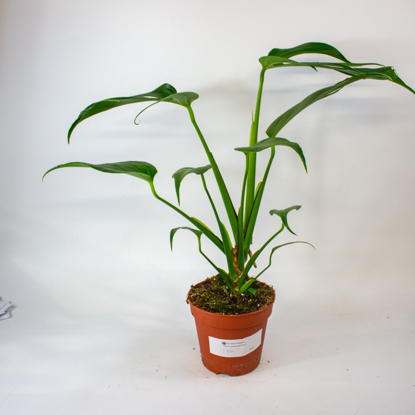 Monstera Burle Marx Flame 15cm H55cm
