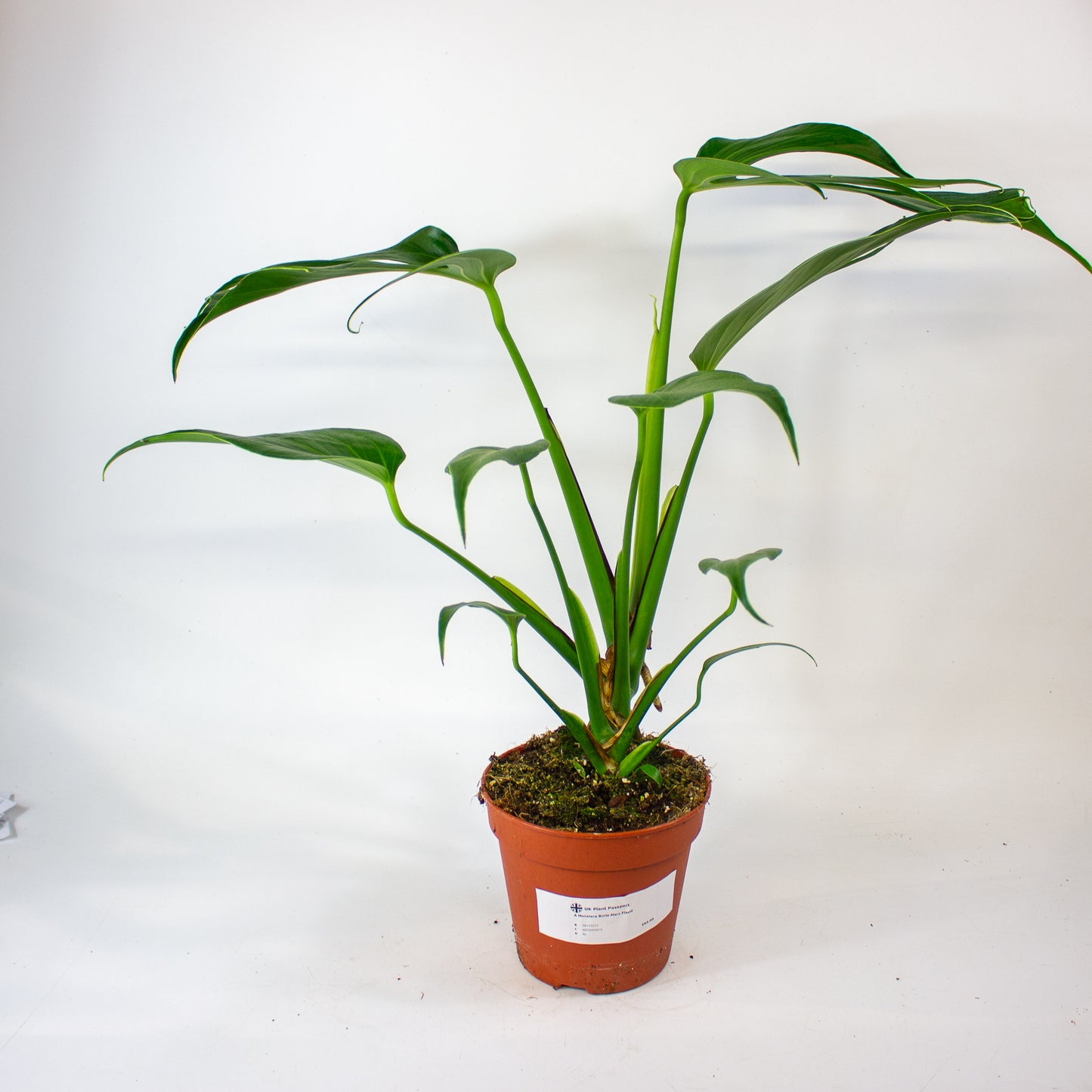 Monstera Burle Marx Flame 15cm H55cm