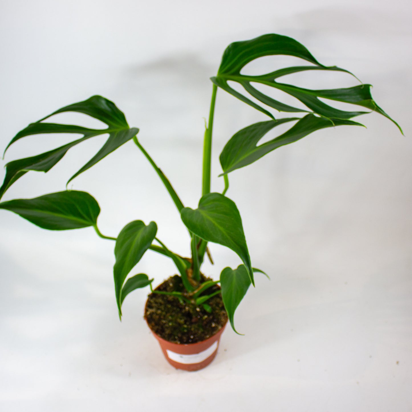 Monstera Burle Marx Flame 15cm H55cm