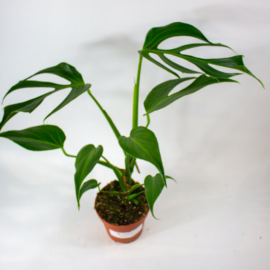 Monstera Burle Marx Flame 15cm H55cm