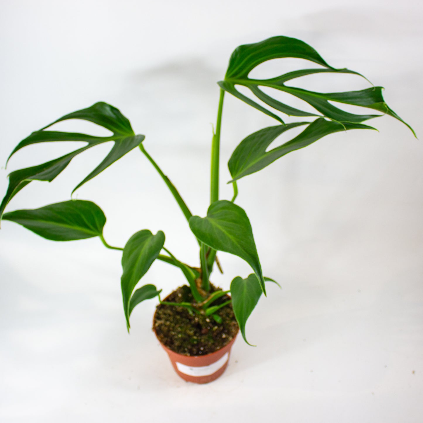 Monstera Burle Marx Flame 15cm H55cm