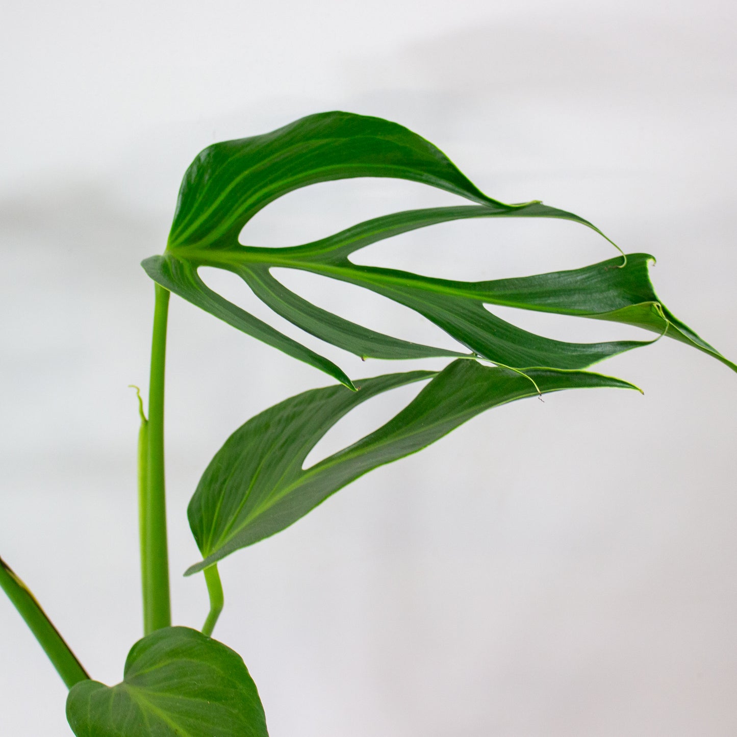 Monstera Burle Marx Flame 15cm H55cm