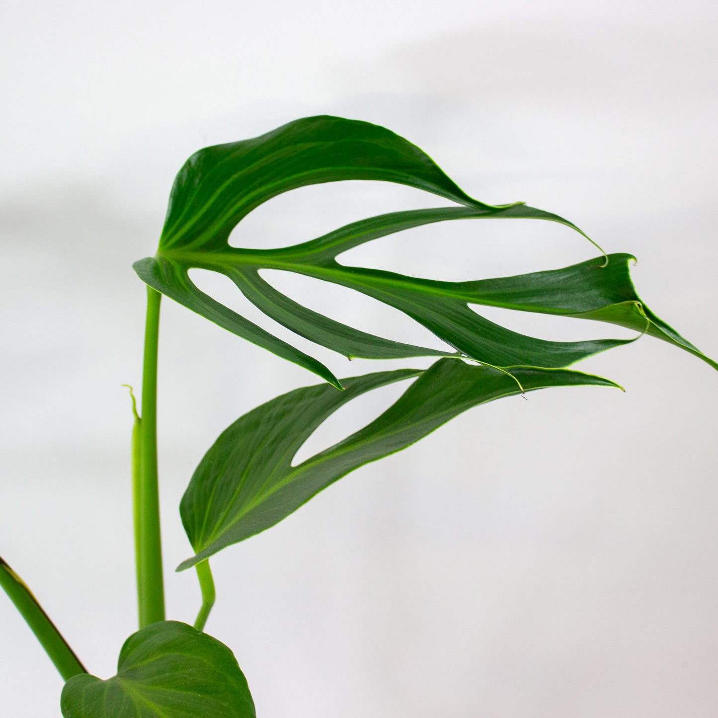 Monstera Burle Marx Flame 15cm H55cm