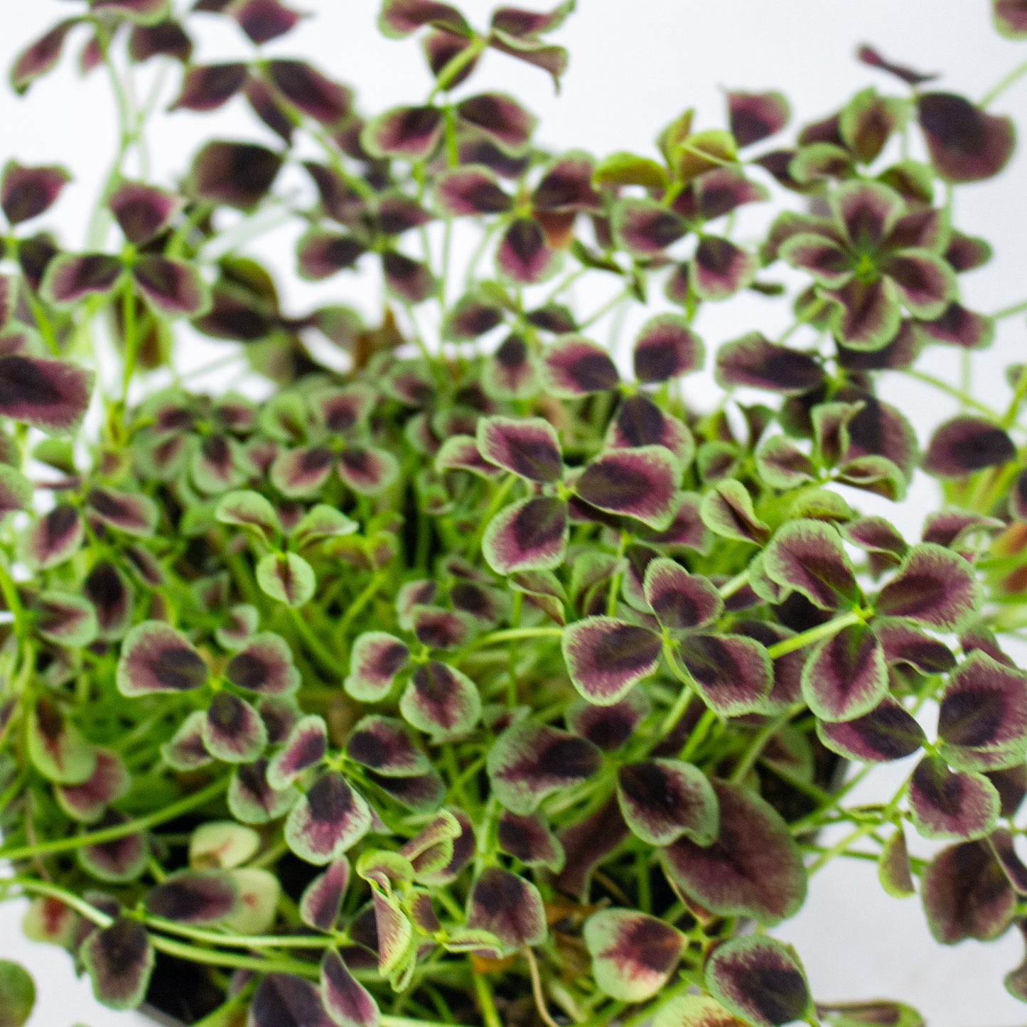 Oxalis Estelle 12cm H24cm