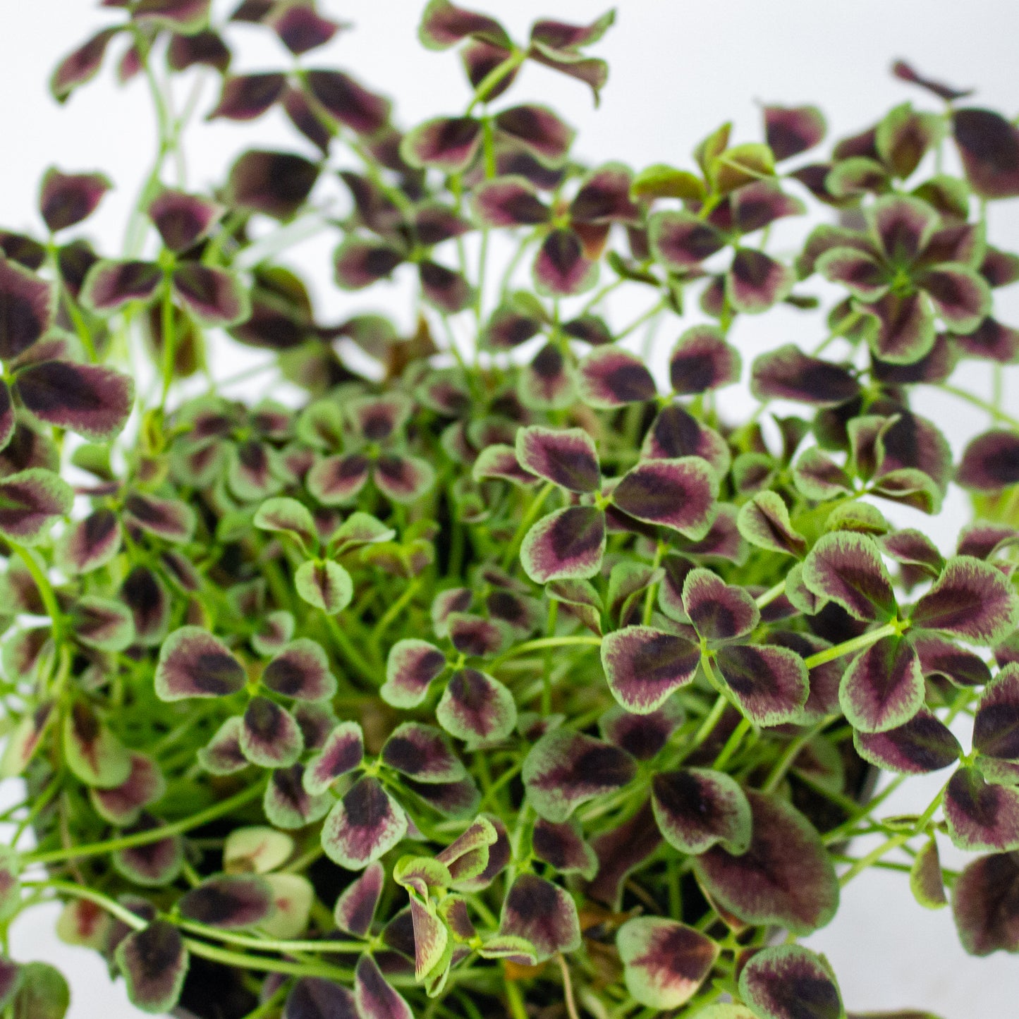 Oxalis Estelle 12cm H24cm