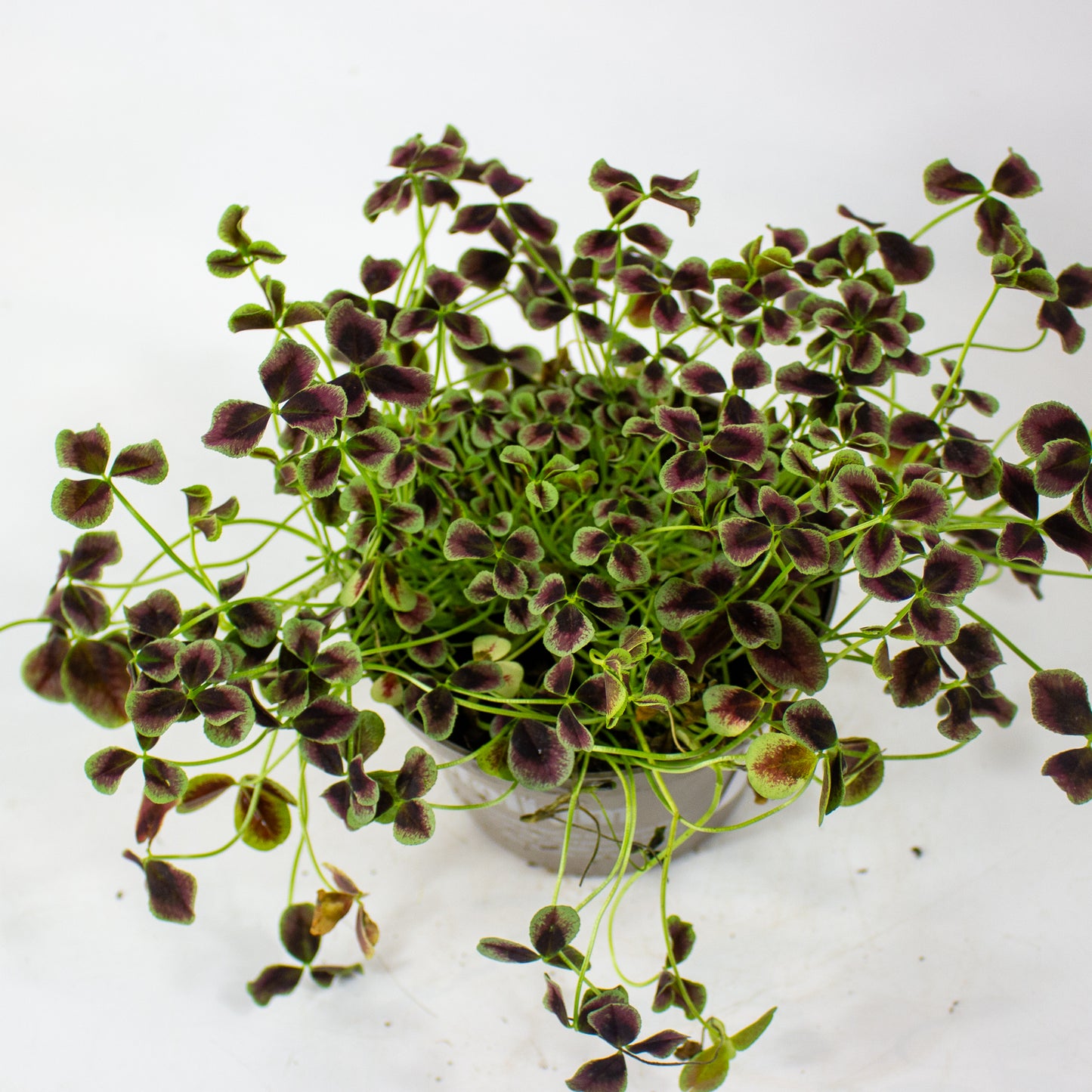 Oxalis Estelle 12cm H24cm