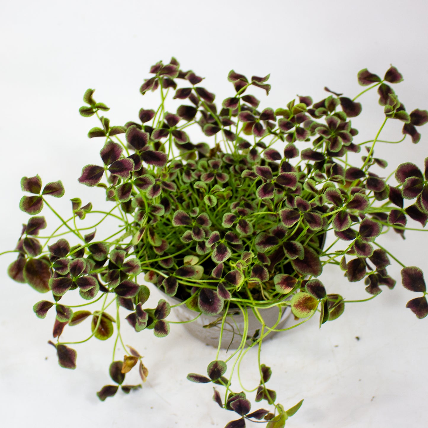 Oxalis Estelle 12cm H24cm