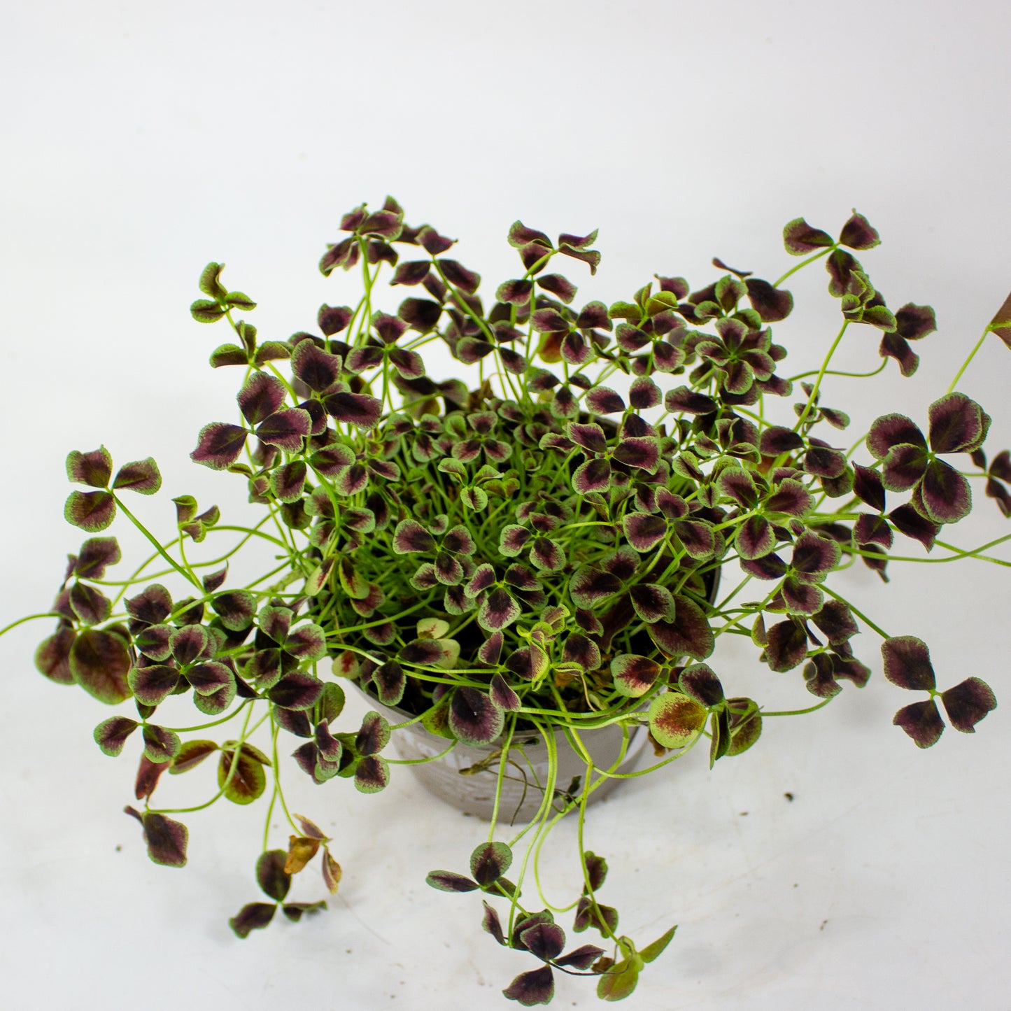 Oxalis Estelle 12cm H24cm