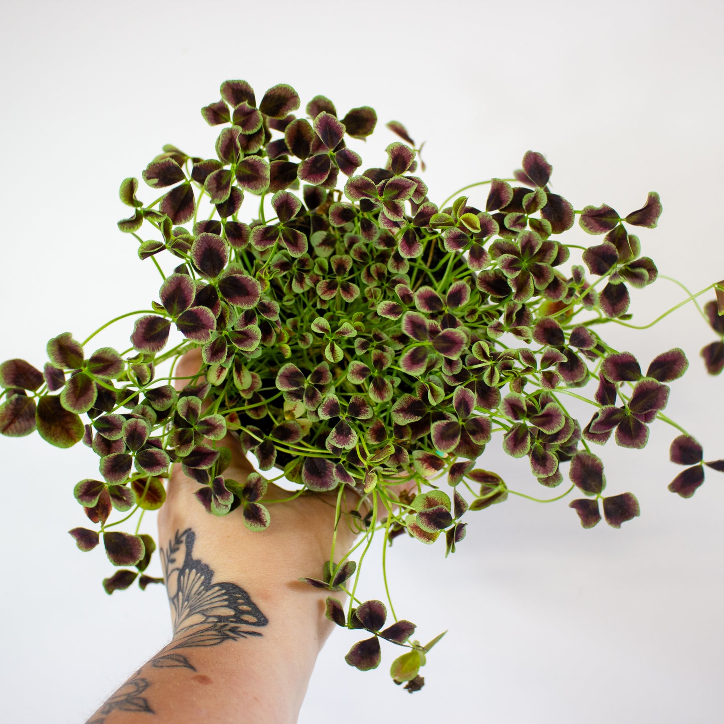 Oxalis Estelle 12cm H24cm