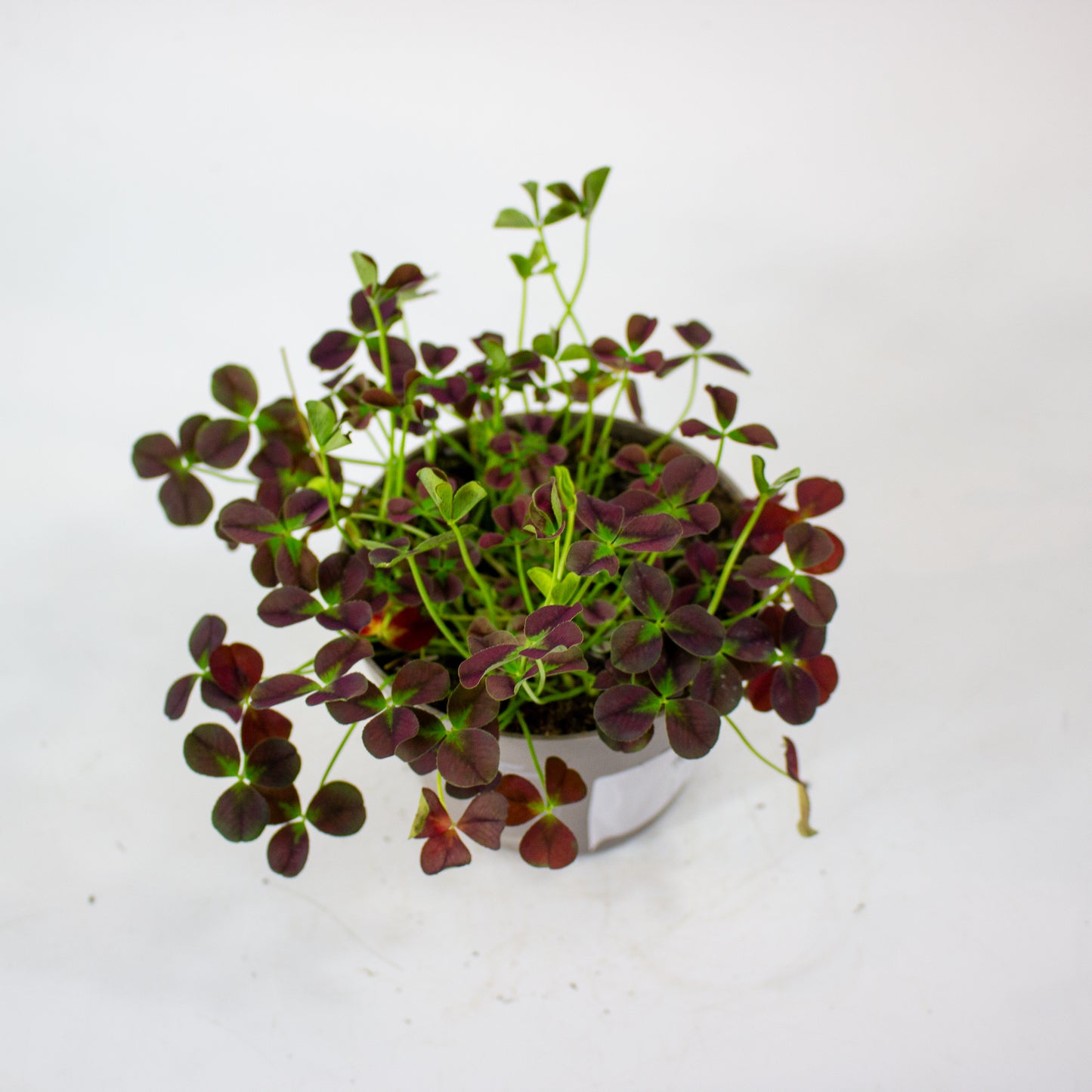 Oxalis Isabella 12cm H24cm