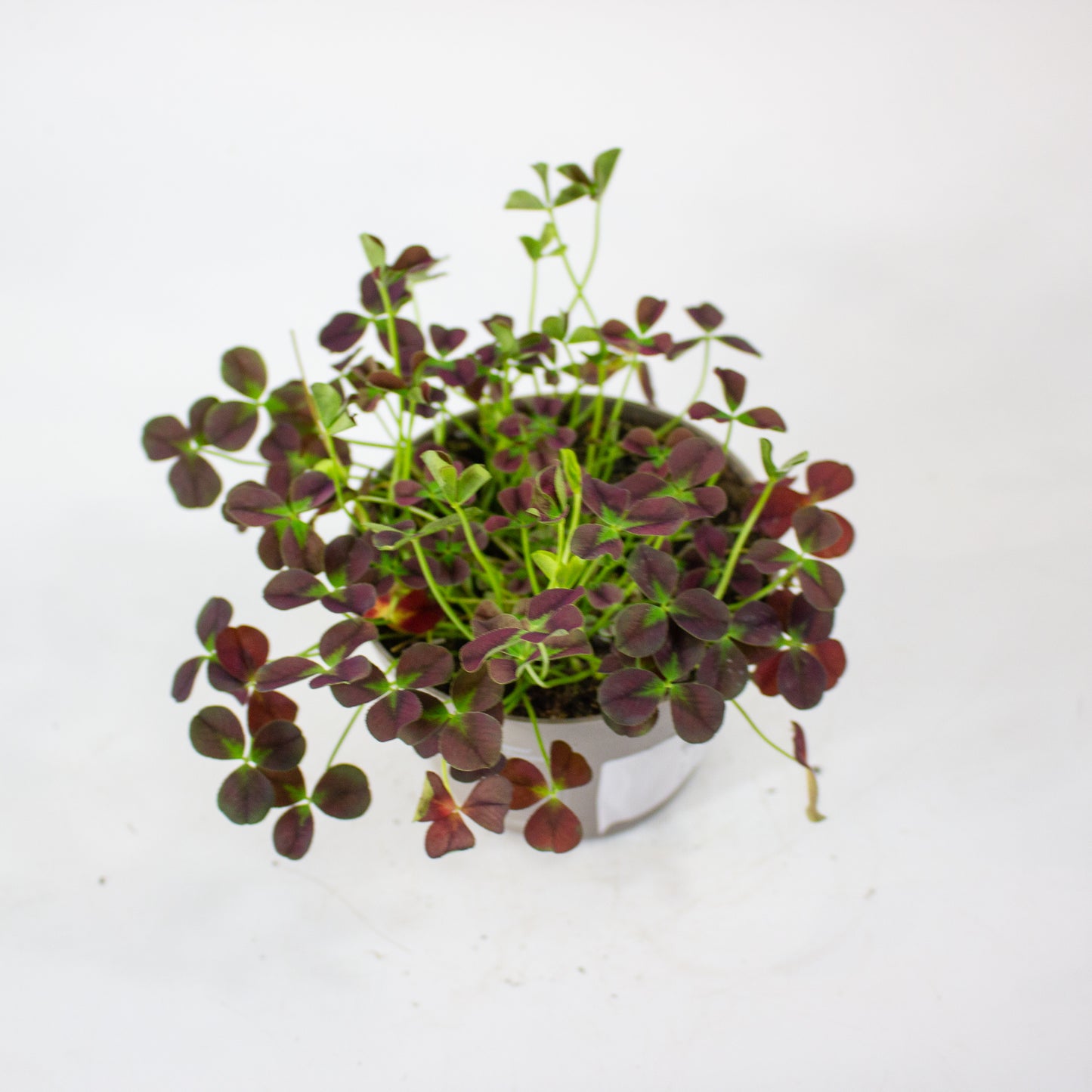 Oxalis Isabella 12cm H24cm