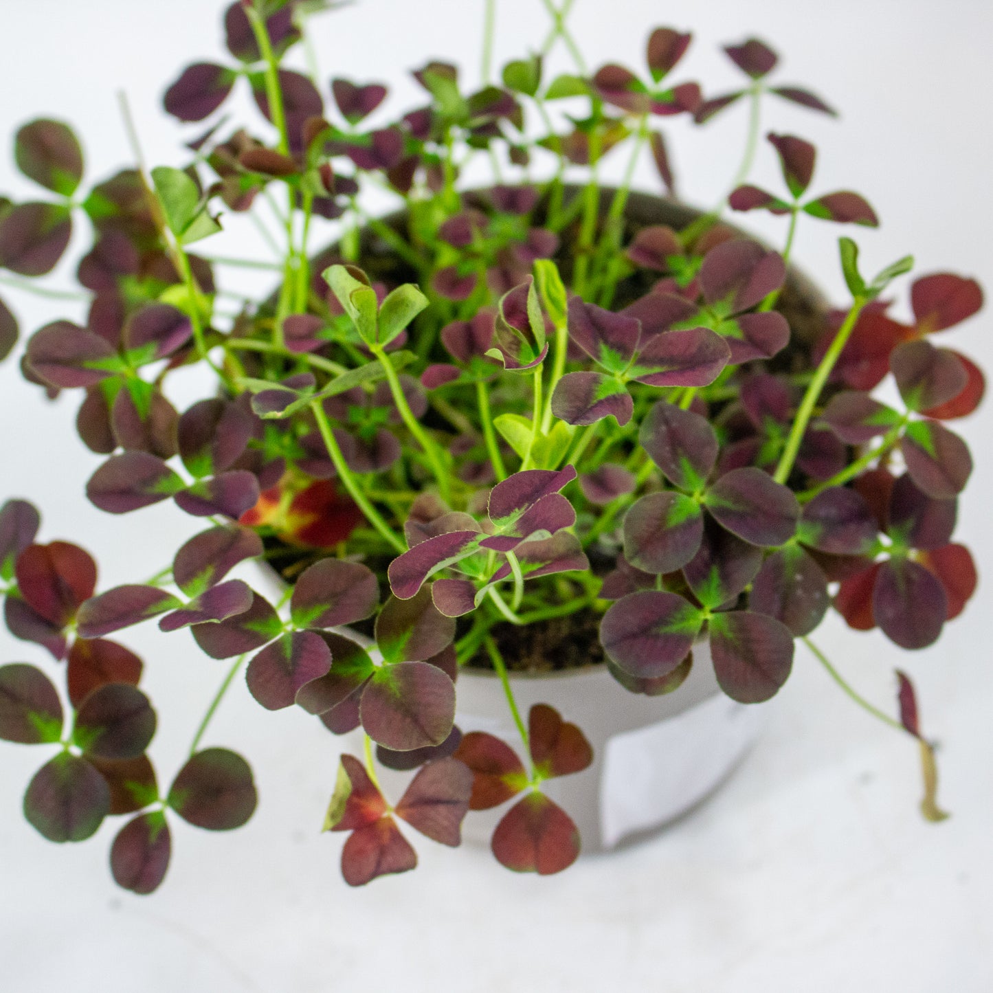 Oxalis Isabella 12cm H24cm
