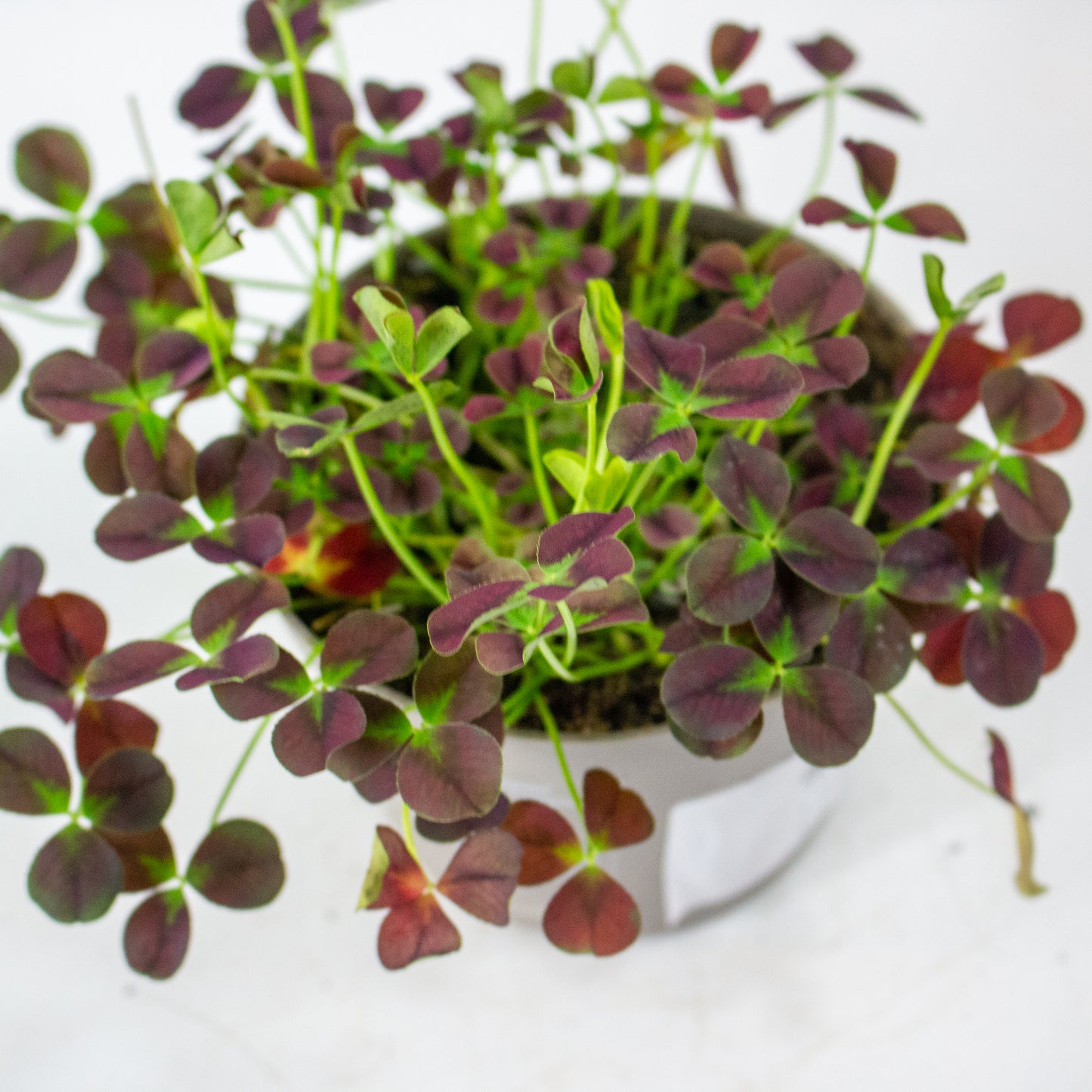 Oxalis Isabella 12cm H24cm