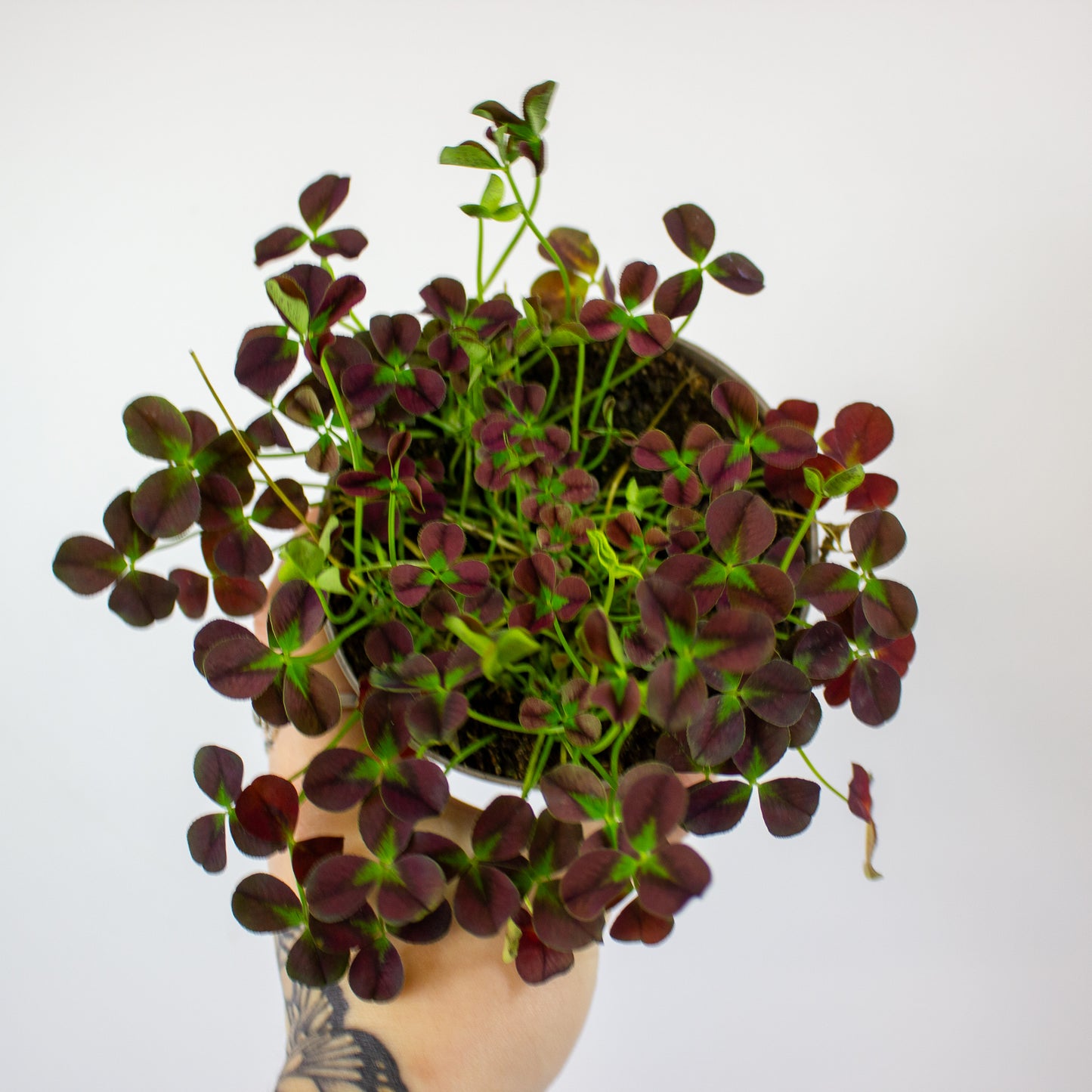 Oxalis Isabella 12cm H24cm