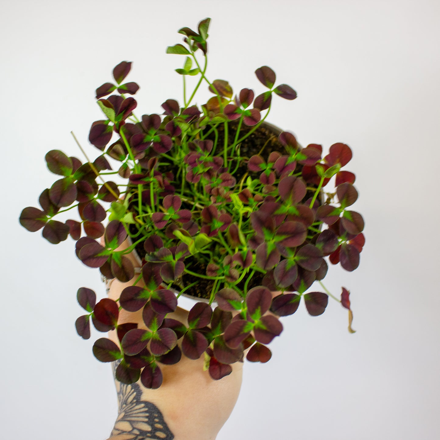 Oxalis Isabella 12cm H24cm