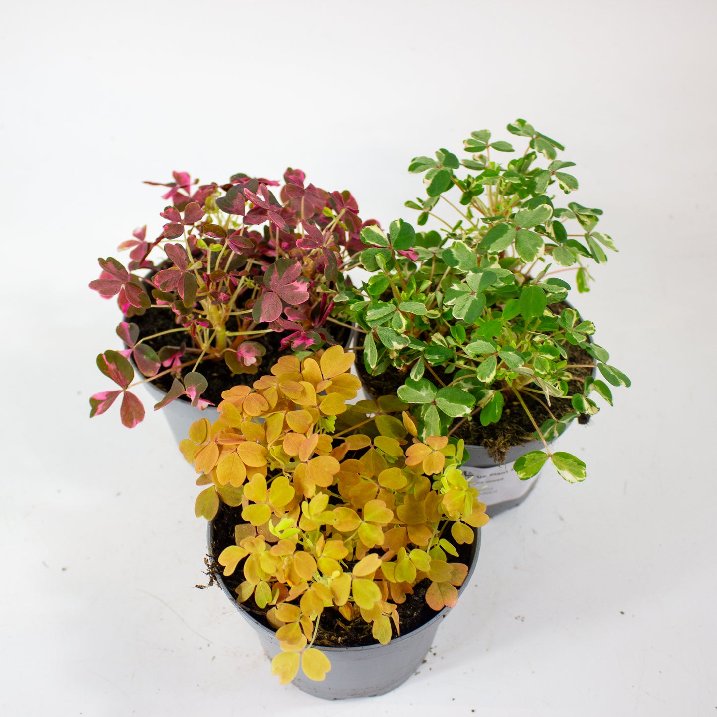 Oxalis mixed 11cm H27cm