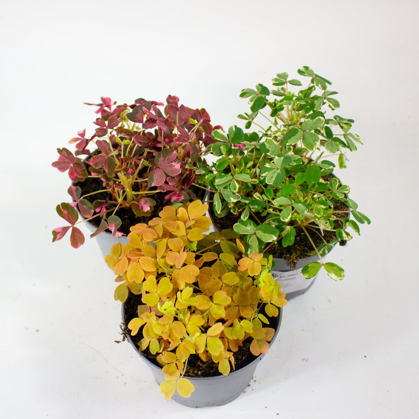 Oxalis mixed 11cm H27cm