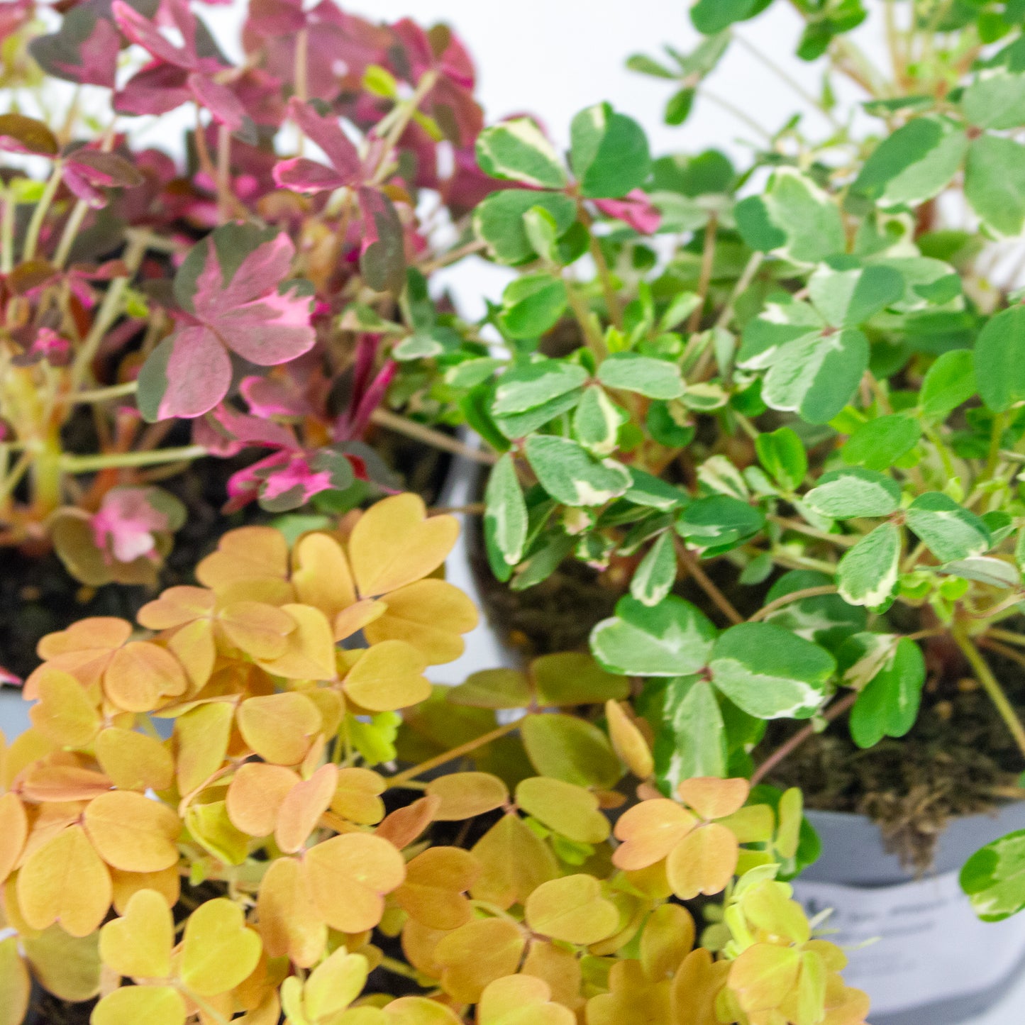 Oxalis mixed 11cm H27cm