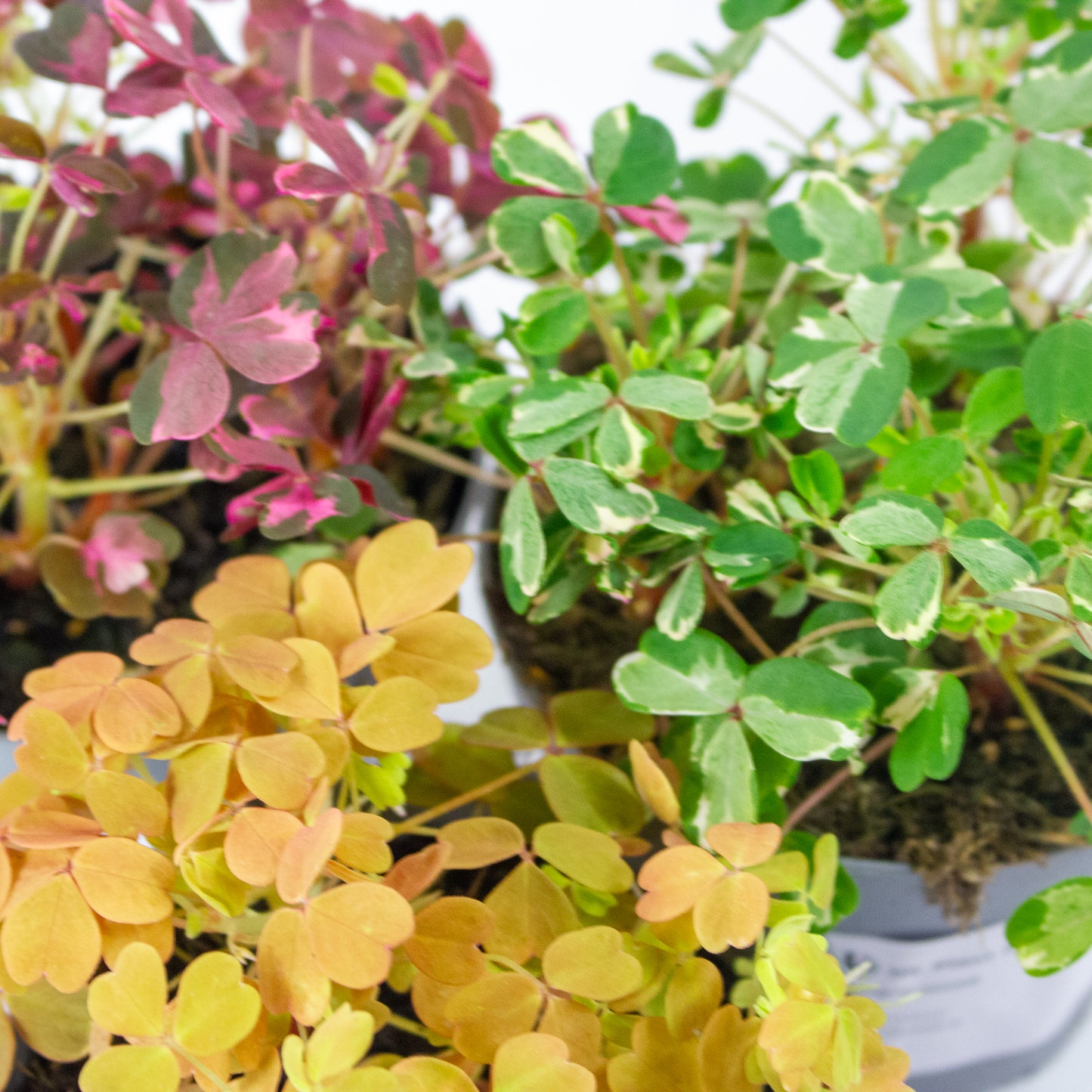 Oxalis mixed 11cm H27cm