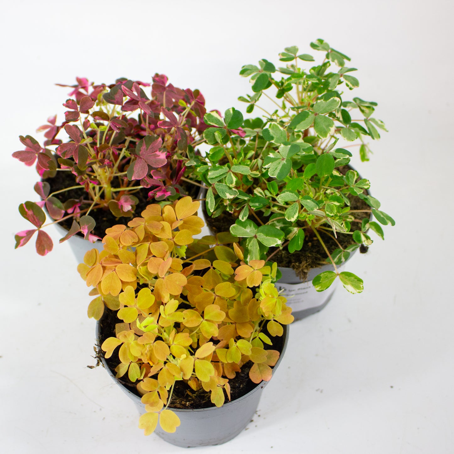 Oxalis mixed 11cm H27cm