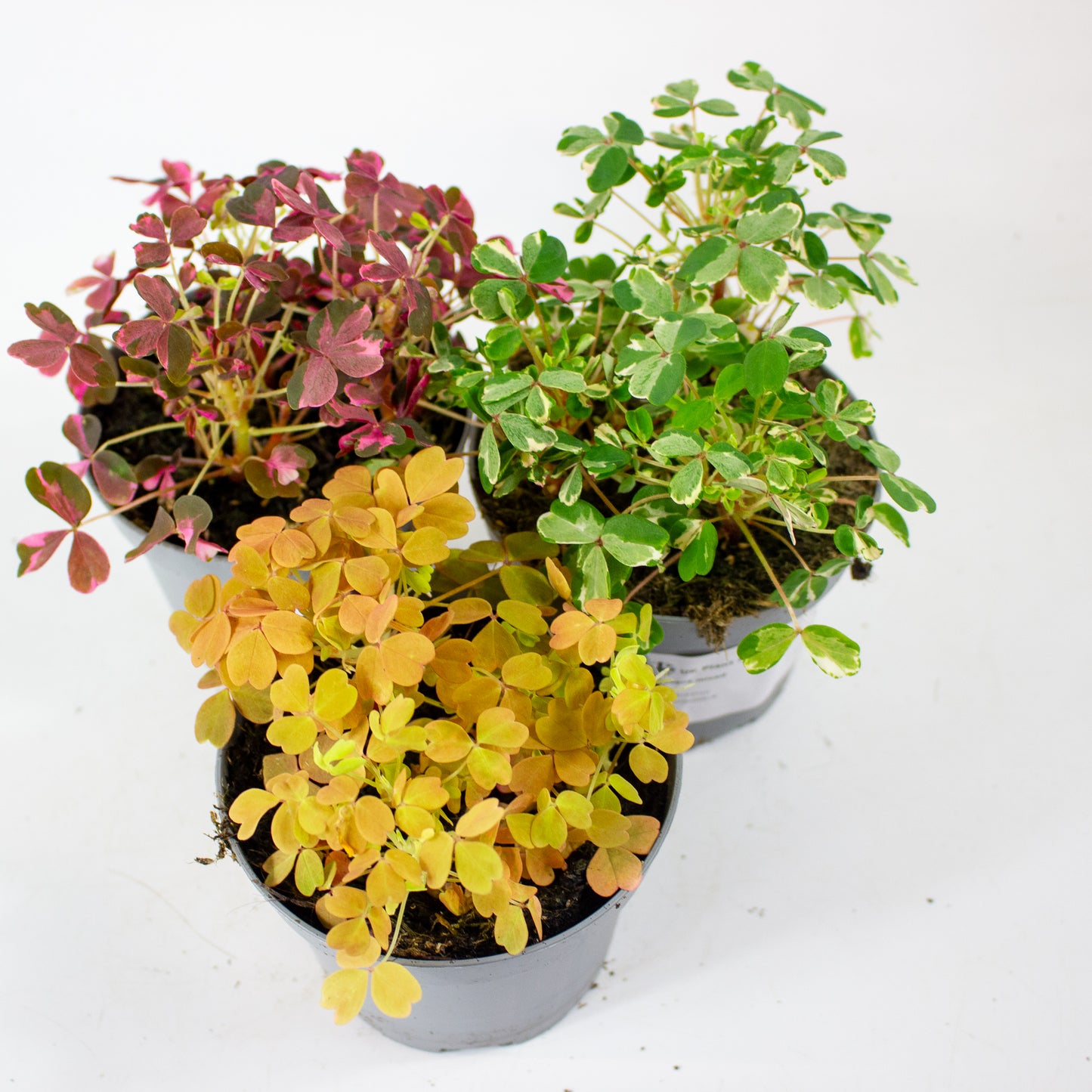 Oxalis mixed 11cm H27cm
