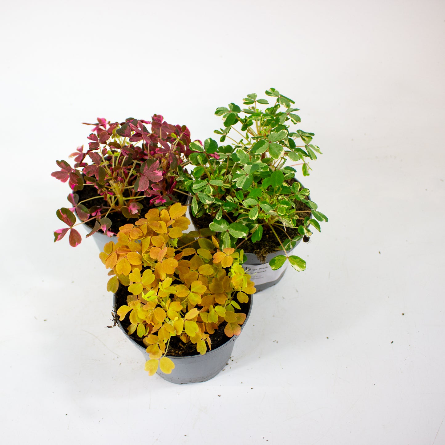 Oxalis mixed 11cm H27cm