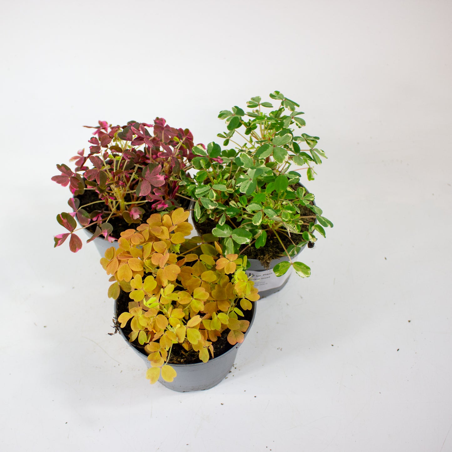 Oxalis mixed 11cm H27cm
