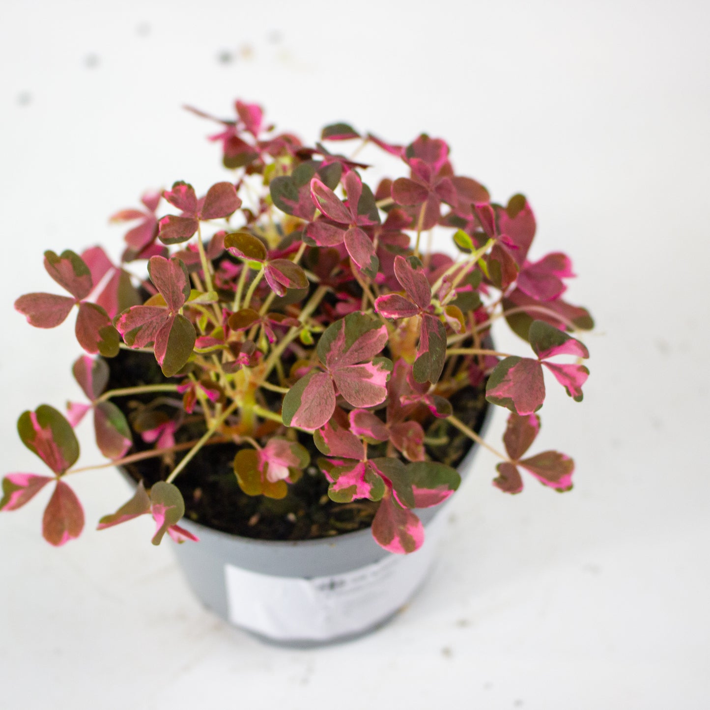 Oxalis mixed 11cm H27cm