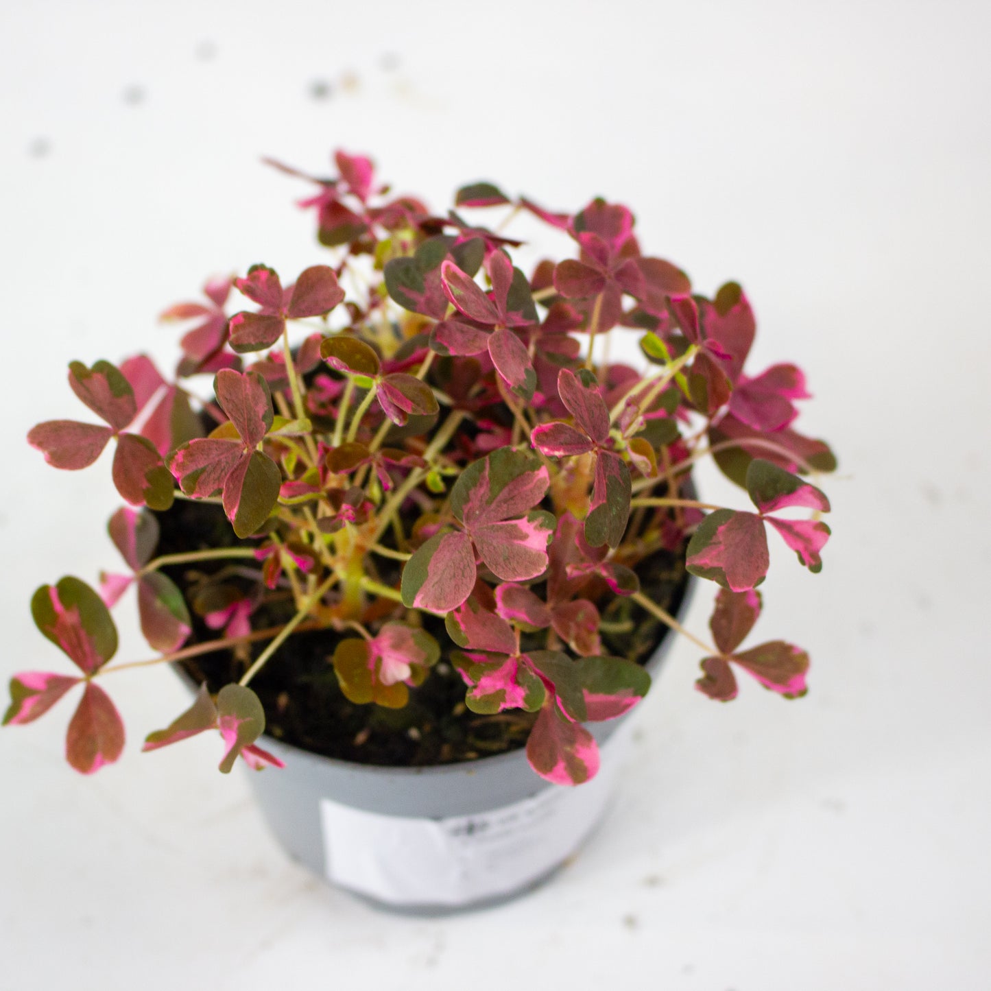 Oxalis mixed 11cm H27cm