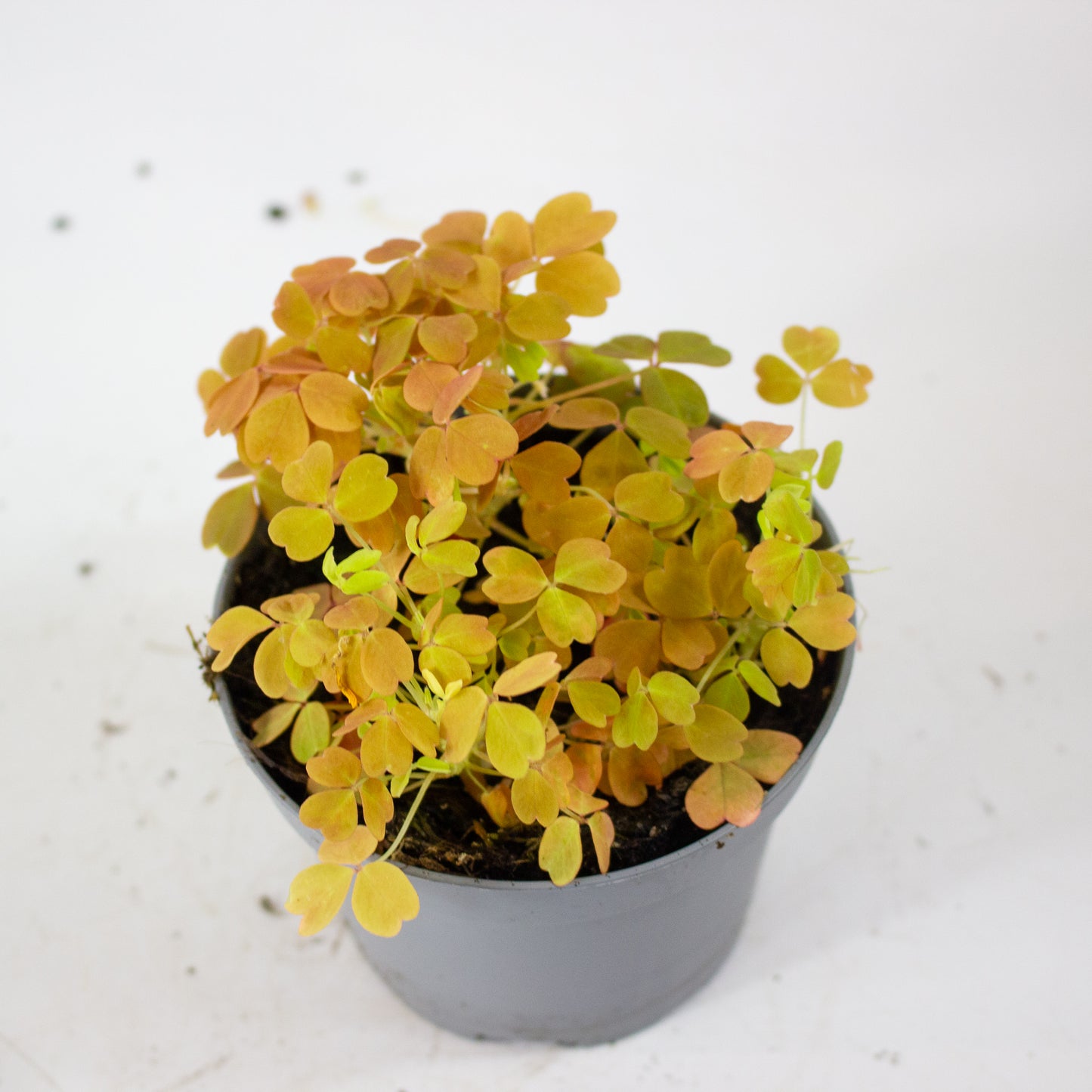 Oxalis mixed 11cm H27cm