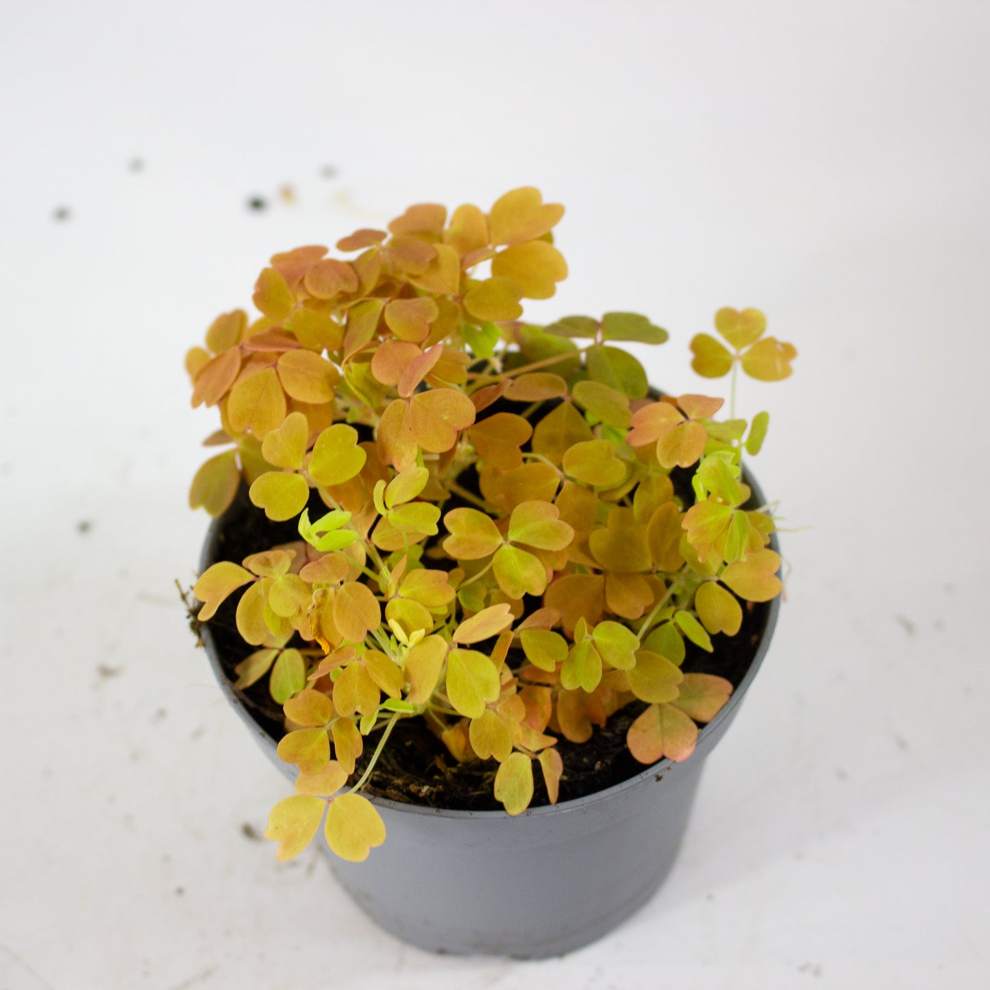 Oxalis mixed 11cm H27cm