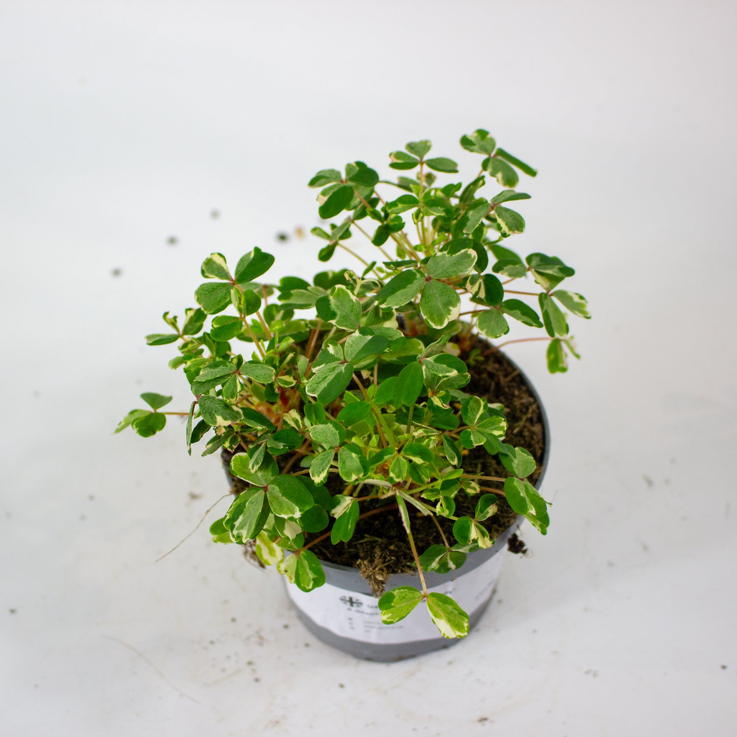 Oxalis mixed 11cm H27cm