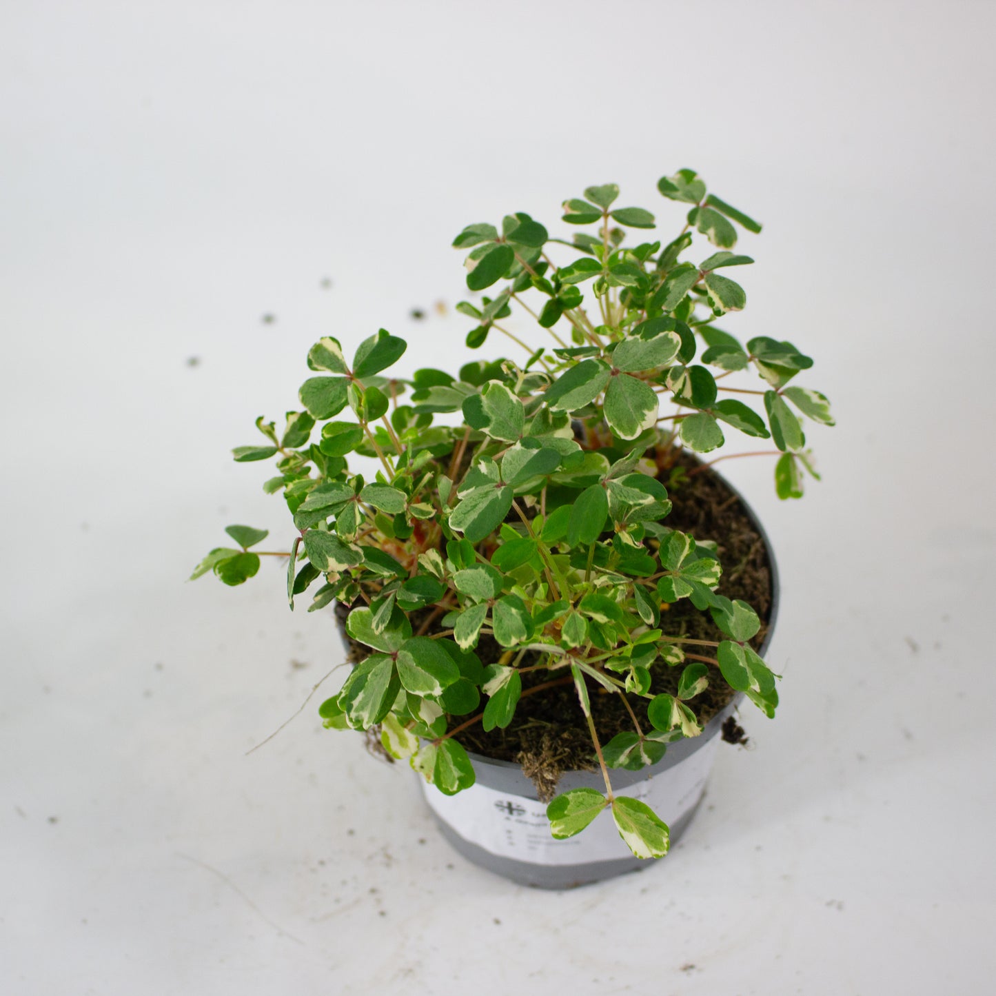 Oxalis mixed 11cm H27cm