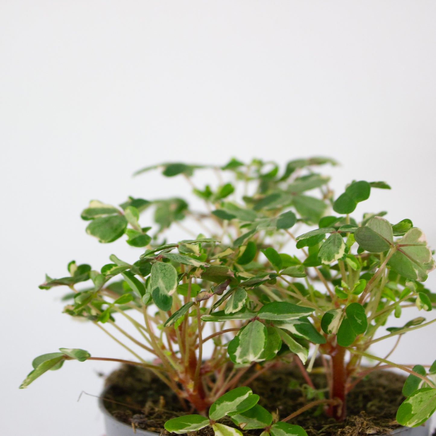 Oxalis mixed 11cm H27cm